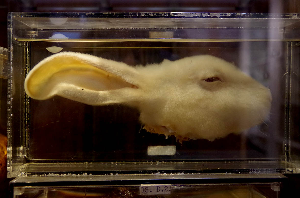 Rabbit head in formaldehyde displayed in the Grant Museum of Zoology